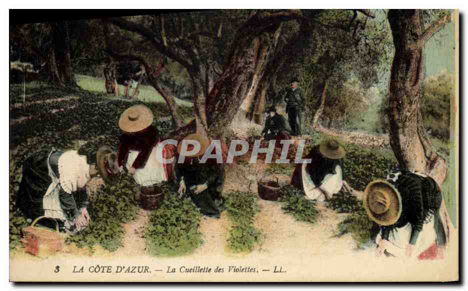 CPA Cueillette des violettes Cote d'Azur 
