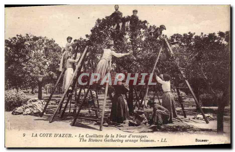 CPA Cueillette de la fleur d'oranger Cote d'Azur 