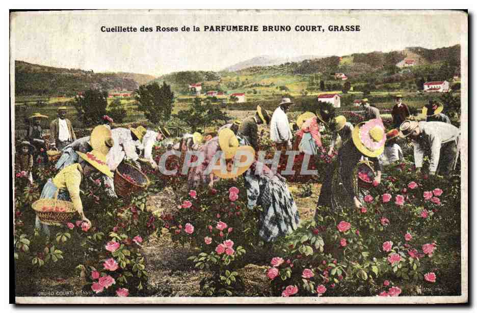 CPA Cueillette des roses de la Parfumerie Bruno Court Grasse 
