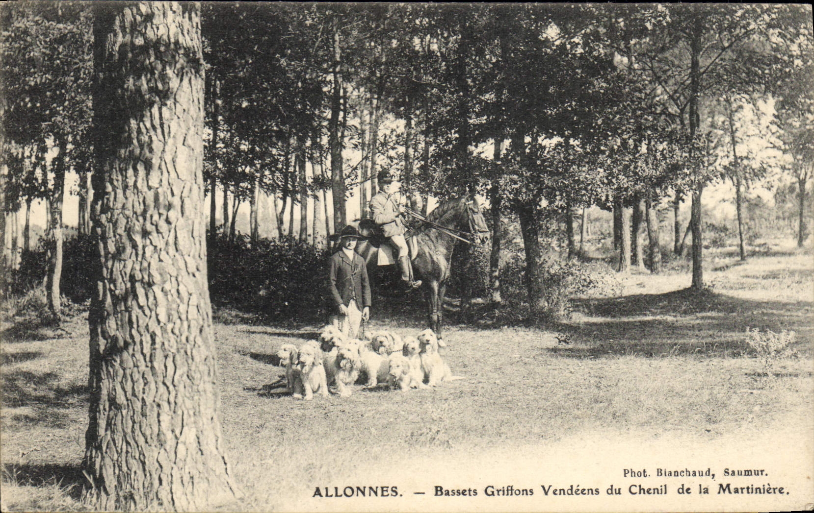 Allonnes — Bassets Griffons Vendéens du Chenil de la Martinière — Phot. Blanchaud, Saumur