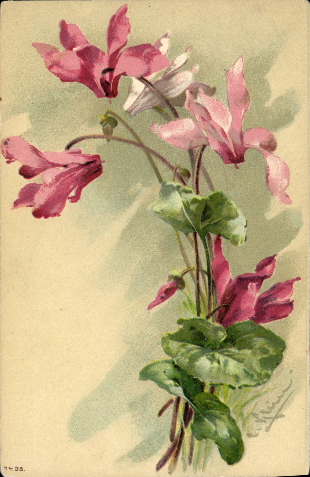 Bouquet de cyclamens roses — illustration colorée — éditeur inconnu, n° 1435