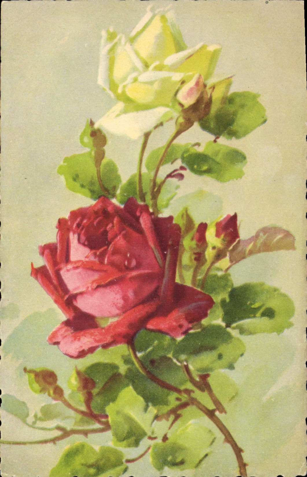 Roses — fleurs en bouquet — éditeur non visible