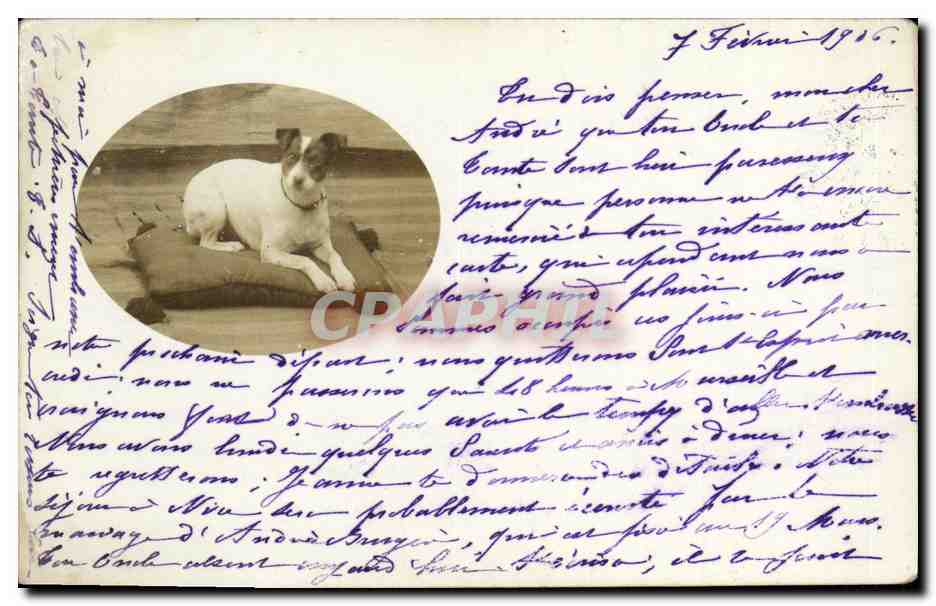 CARTE PHOTO Pont Saint Esprit Chiens Chien 