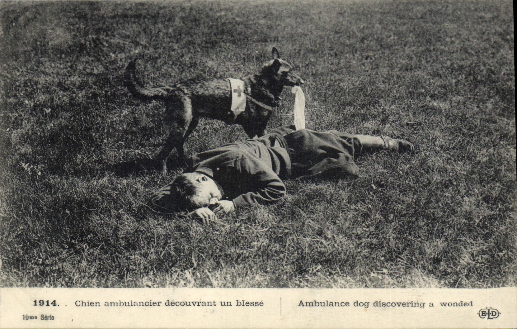 Chien ambulancier découvrant un blessé — 1914, 10ème Série — B.D.