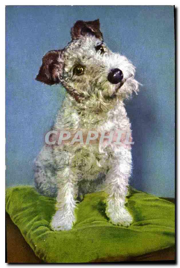 CPA Chiens Chien Terrier 
