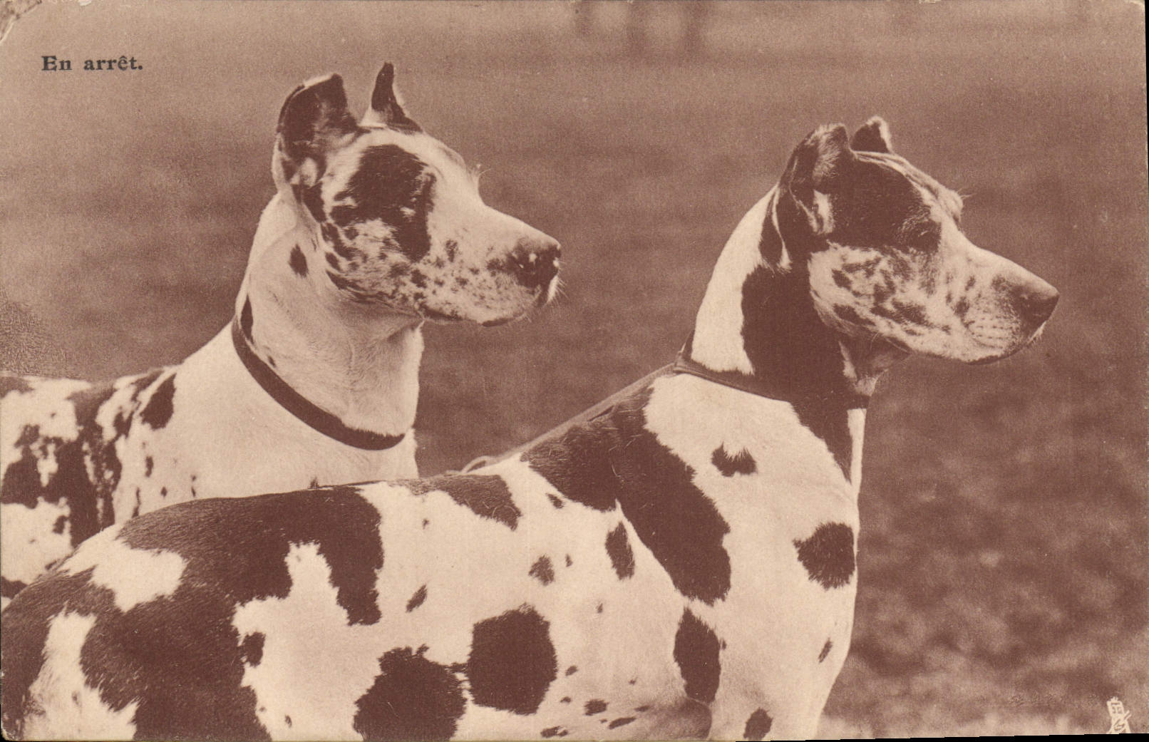 Deux Great-Danes — En arrêt. — Raphael Tuck & Fils, Paris