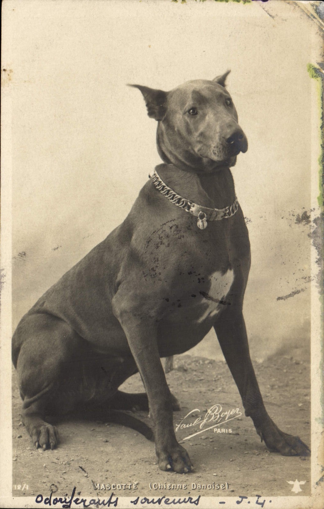 CPA Chiens Chien Mascotte Chienne danoise 