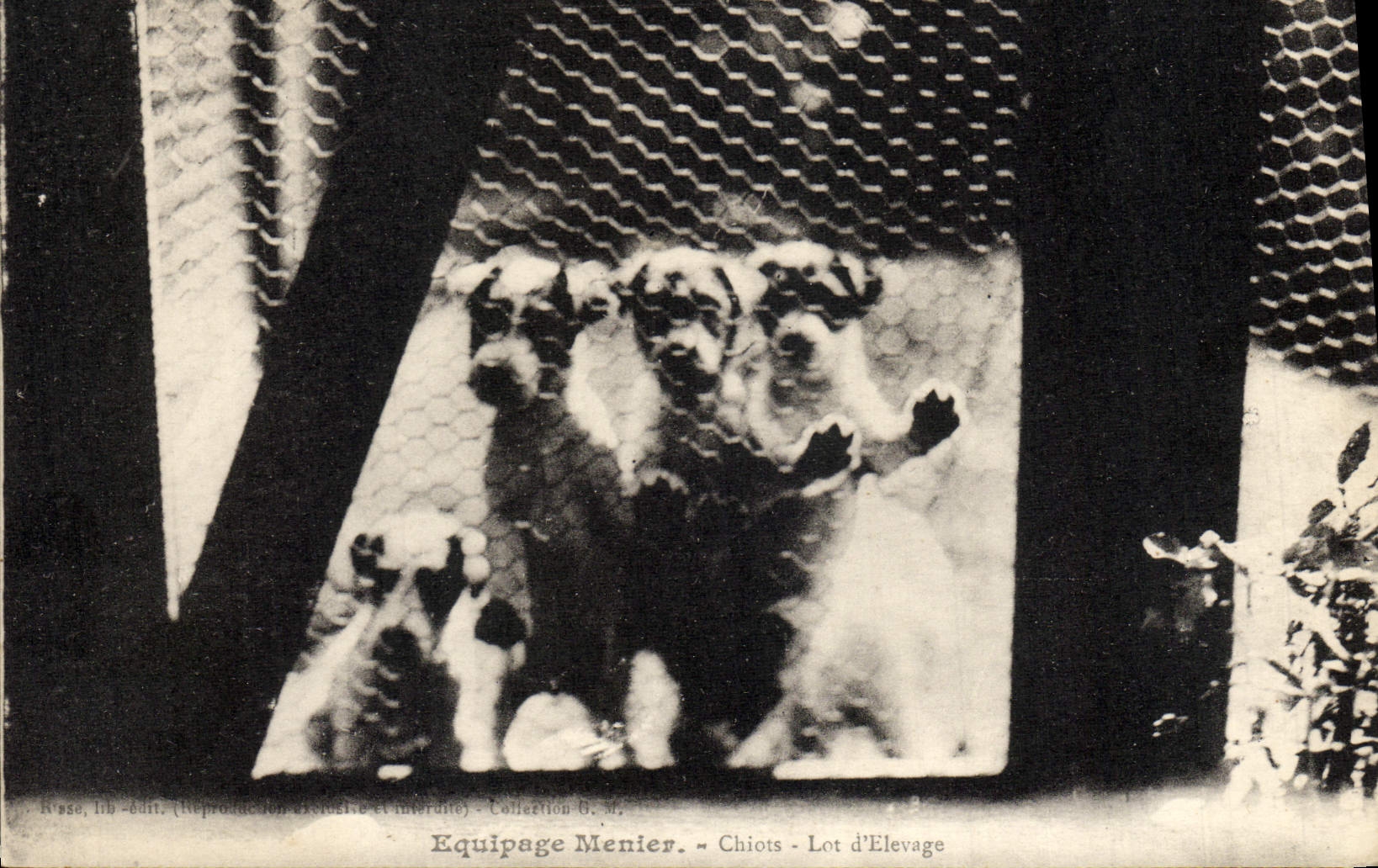 Chiots - Lot d'Élevage — Équipage Menier — Collection G.M.