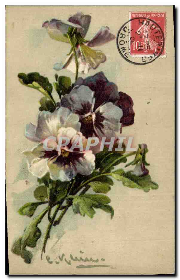 Fleurs de pensée — illustration colorée — éditeur non visible