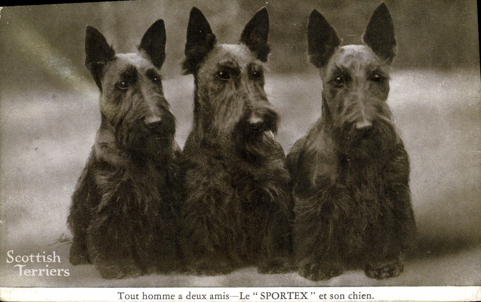 Trois Scottish Terriers — Le "SPORTEX" et son chien — éditeur The Sportex Cloth, Londres