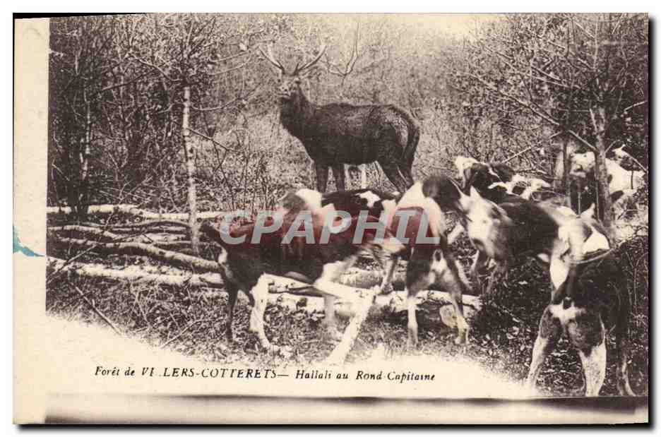 Forêt de VI LERS-COTTERETS — Hallalis au Rond Capitaine