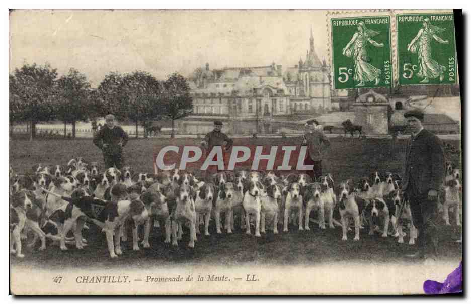 CPA Chasse a courre Chantilly Promenade de la meute Chiens Chien