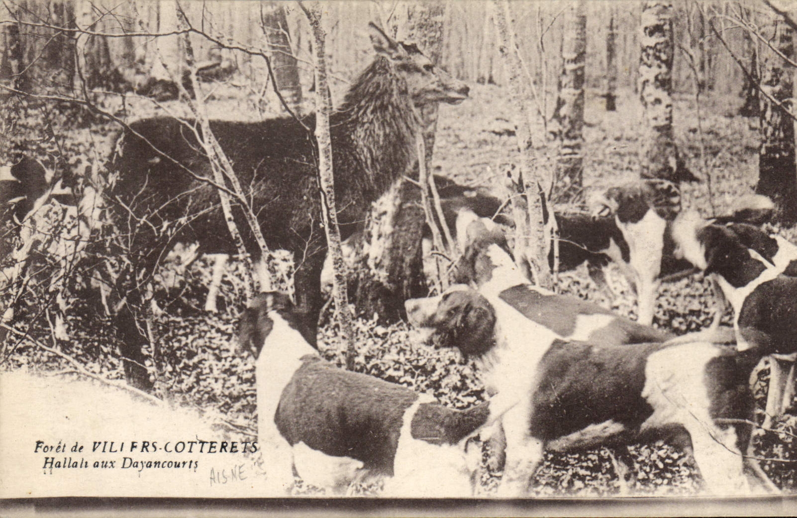 Chasse au cerf — Forêt de Vili Frs-Cotterets, Hallalt aux Dayancourts — Breger frères, Paris