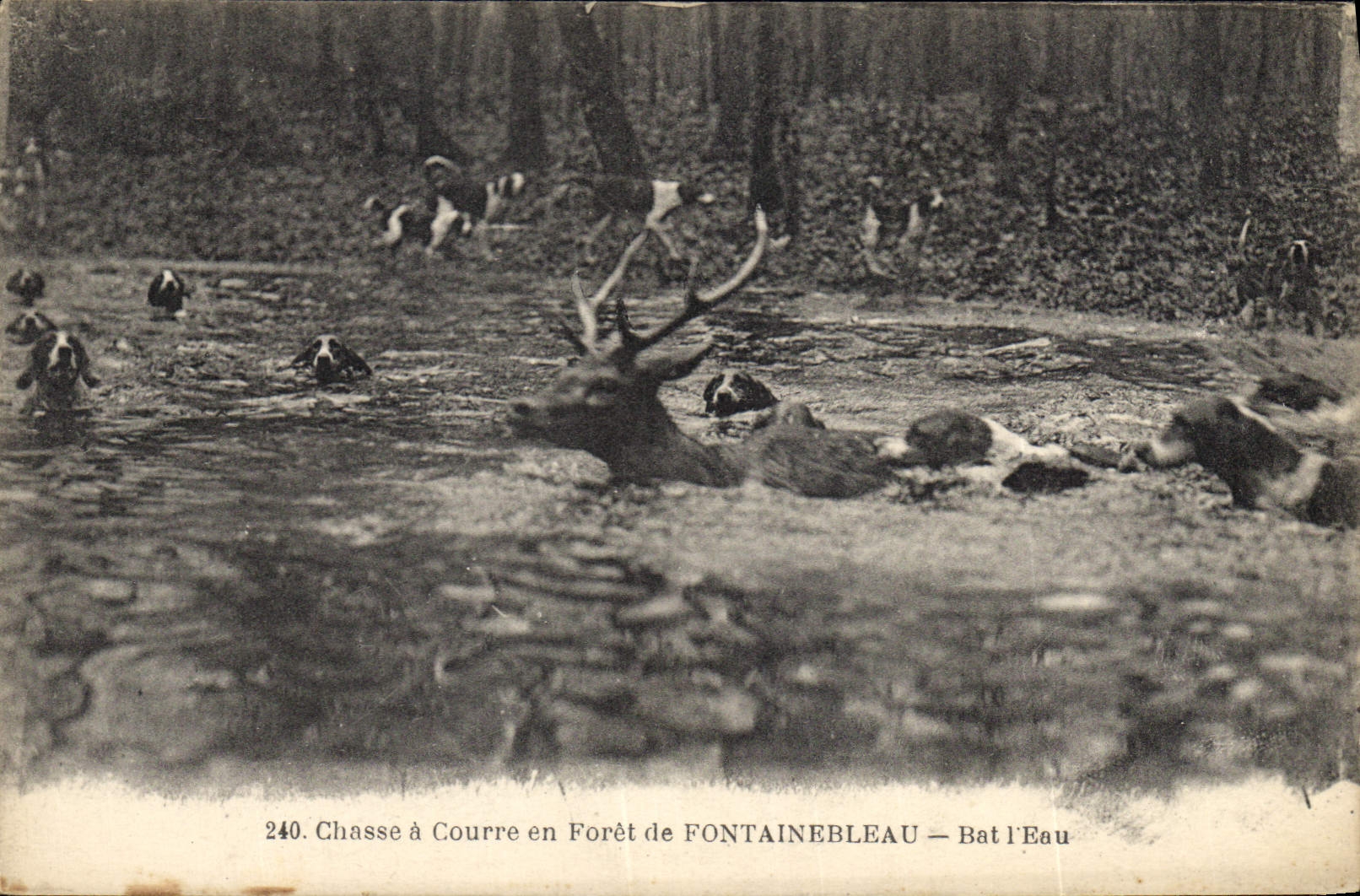 Chasse à Courre en Forêt de FONTAINEBLEAU — Bat l'Eau