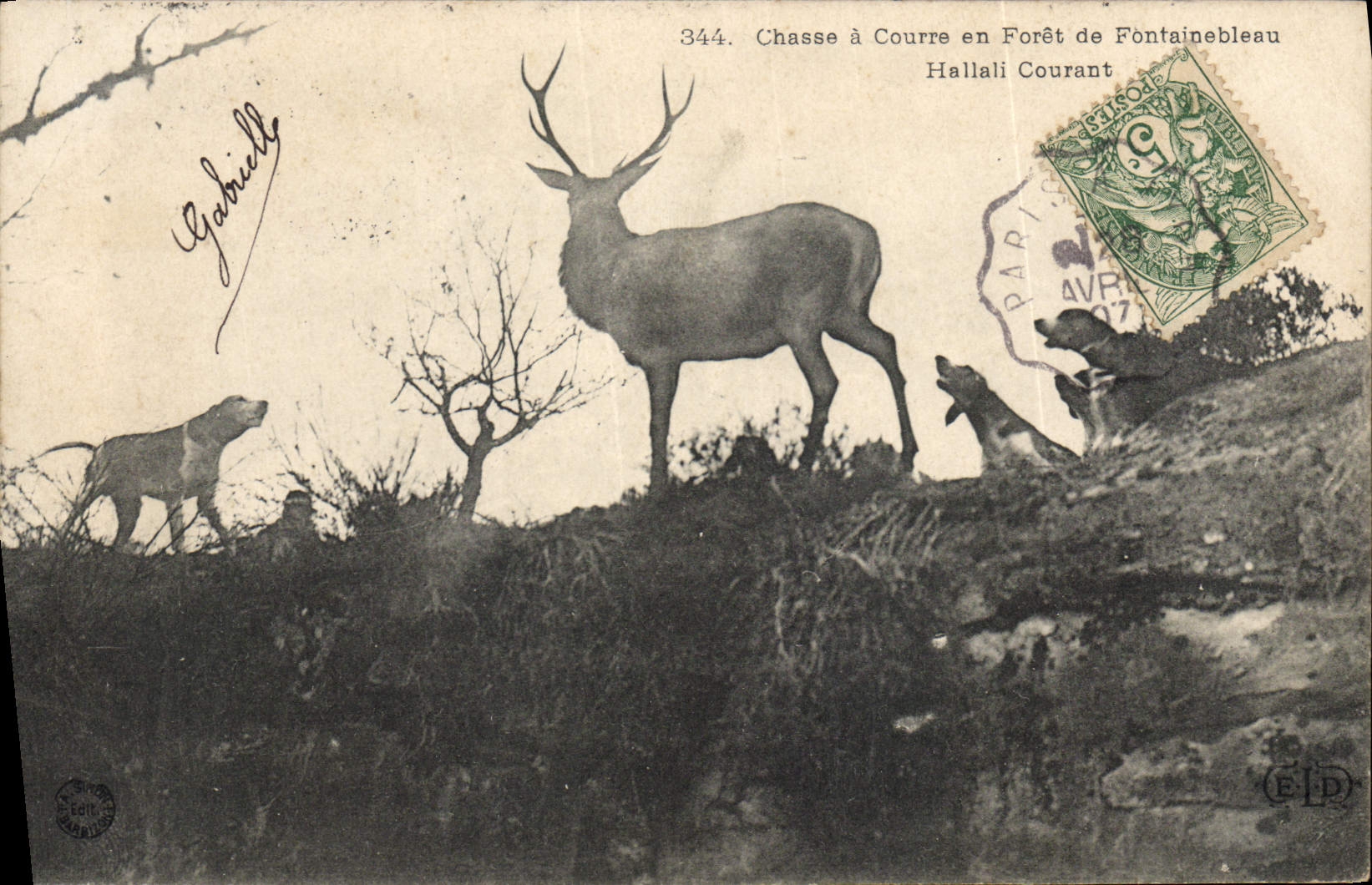 Chasse à Courre en Forêt de Fontainebleau — Hallali Courant — n°344