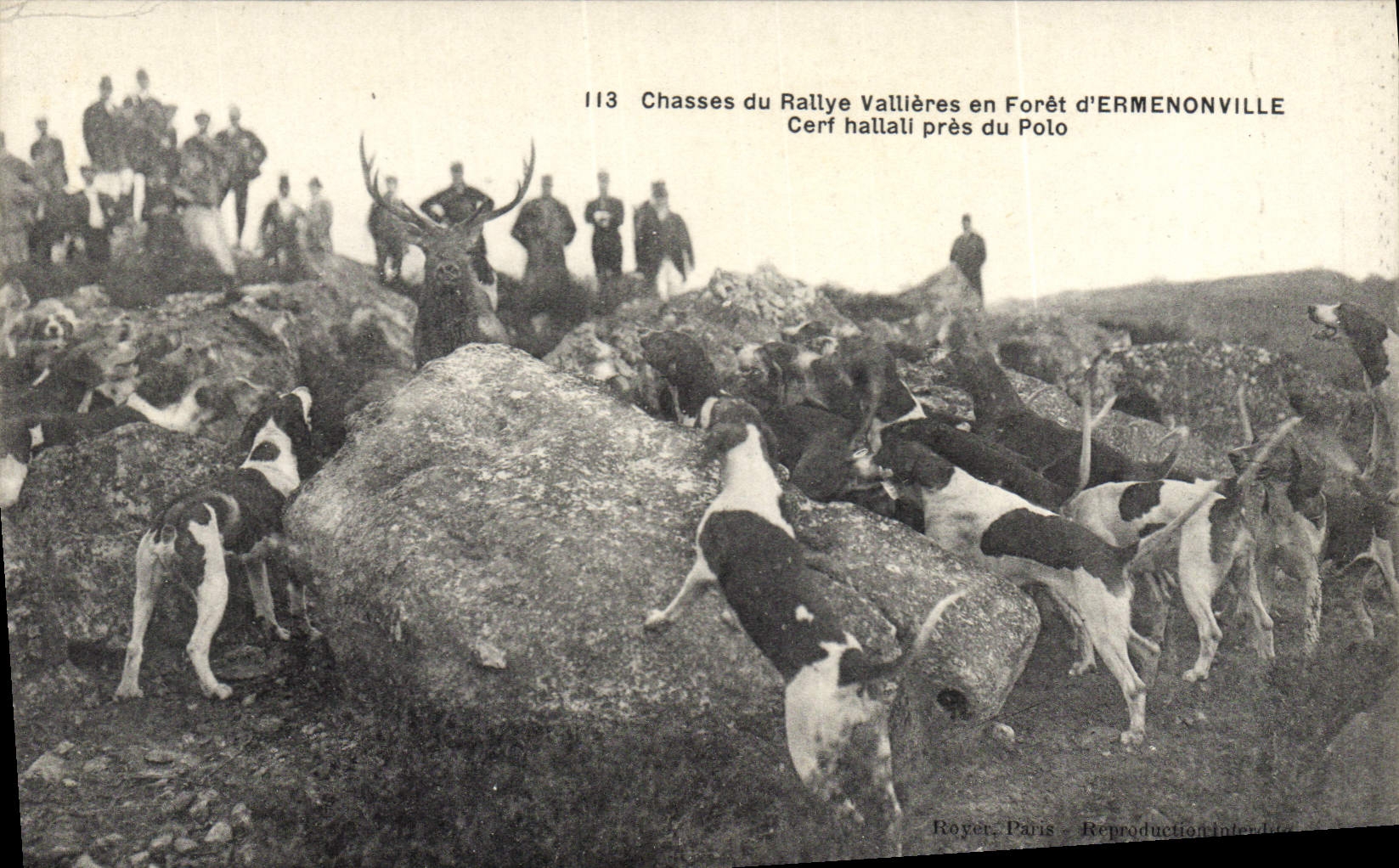 Chasses du Rallye Vallières en Forêt d'ERMONVILLE — Cerf hattali près du Polo — Royer, Paris