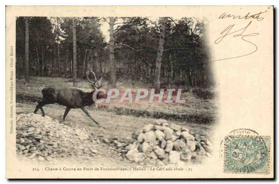 Chasse à Courre en Forêt de Fontainebleau - Haillali - Le Cerf aux abois - 214 - Tihouali, éditeurs, Fontainebleau - Céleste Michel