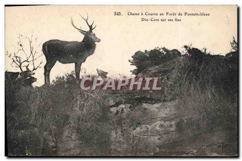 Chasse à Courre en Forêt de Fontainebleau — Dix-Cors sur ses fins — n°345