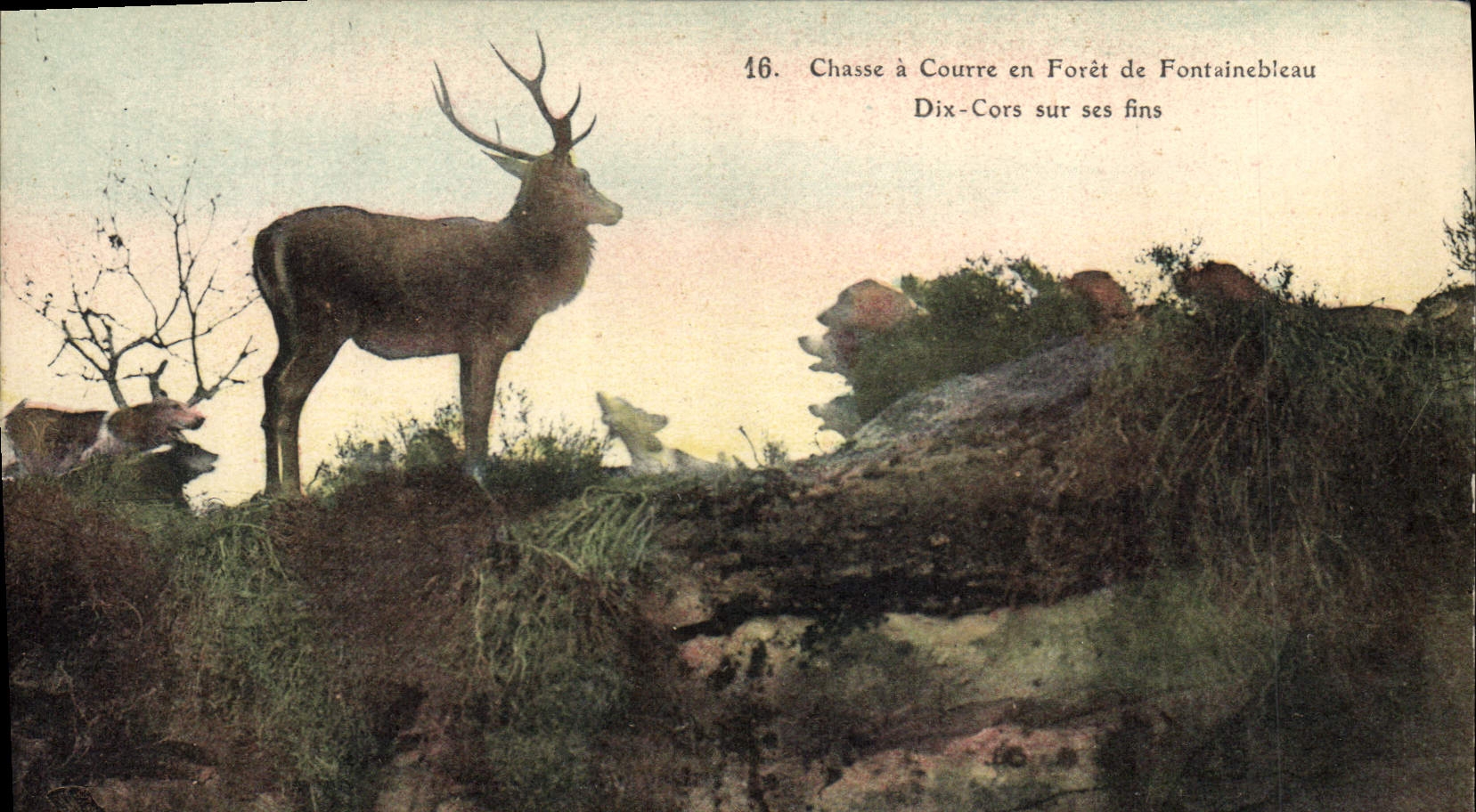 Chasse à Courre en Forêt de Fontainebleau — Dix-Cors sur ses fins — n°46