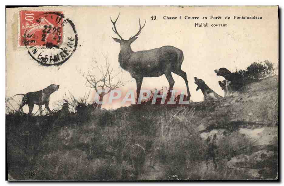 Chasse à Courre en Forêt de Fontainebleau — Hallali courant — n°19