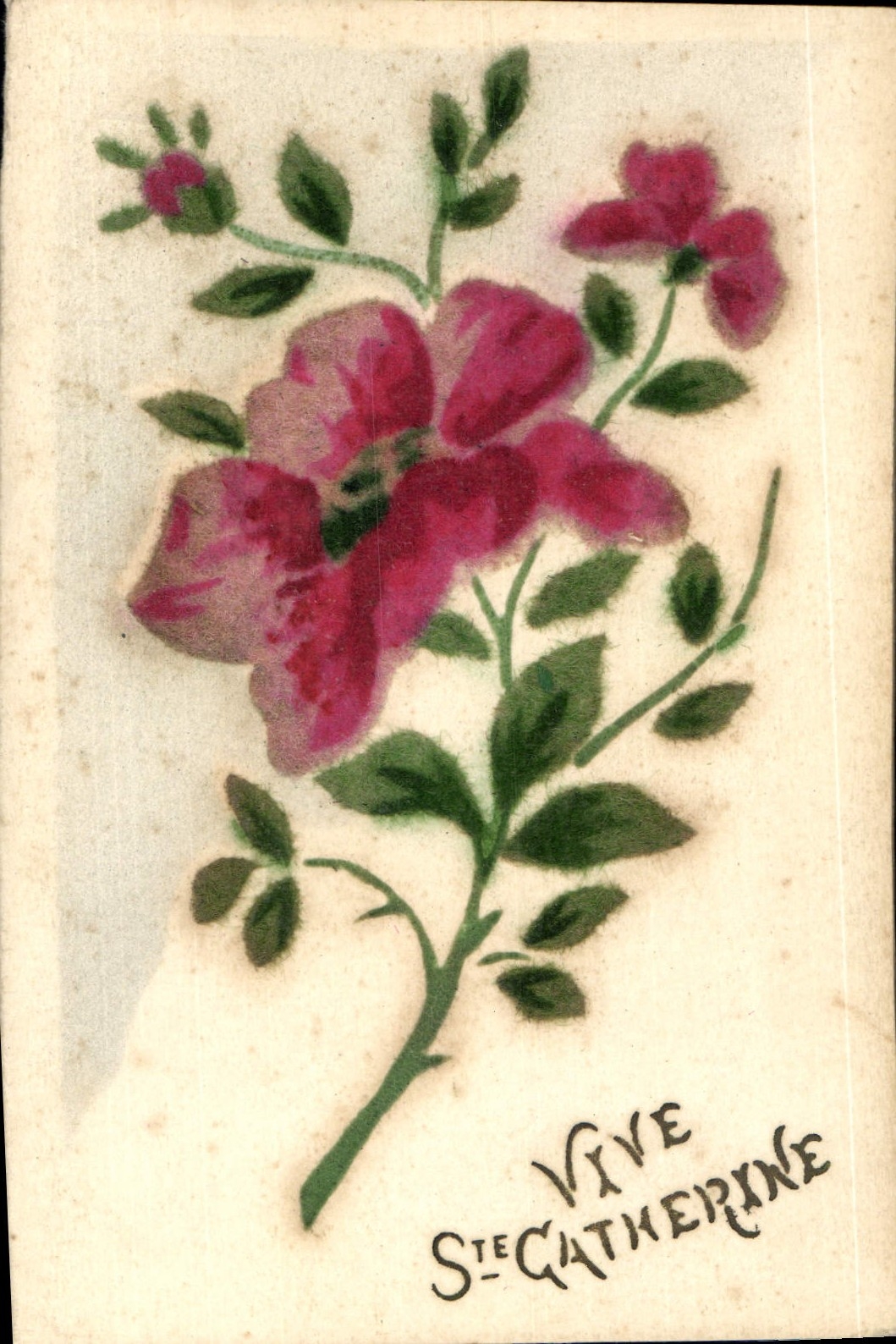Fleur de rose — Sainte Catherine — carte postale