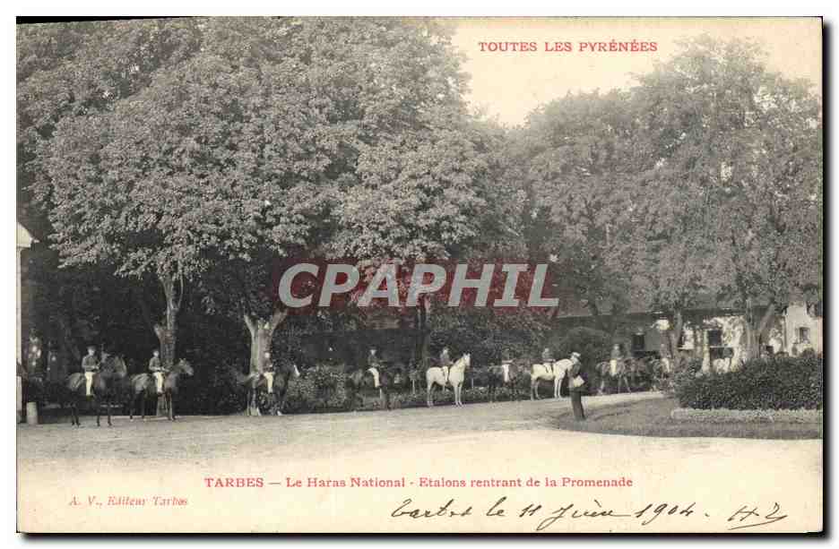 CPA Cheval Equitation Hippisme Tarbes Le Haras National Etalons rentrant de la promenade