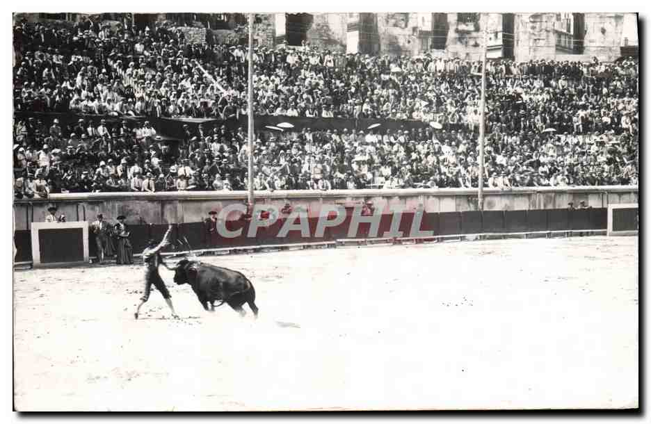 CARTE PHOTO Corrida Course de taureaux 