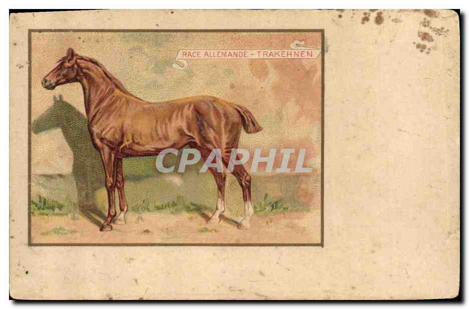 Cheval - Race Allemande - Trakehnen — édition non identifiée
