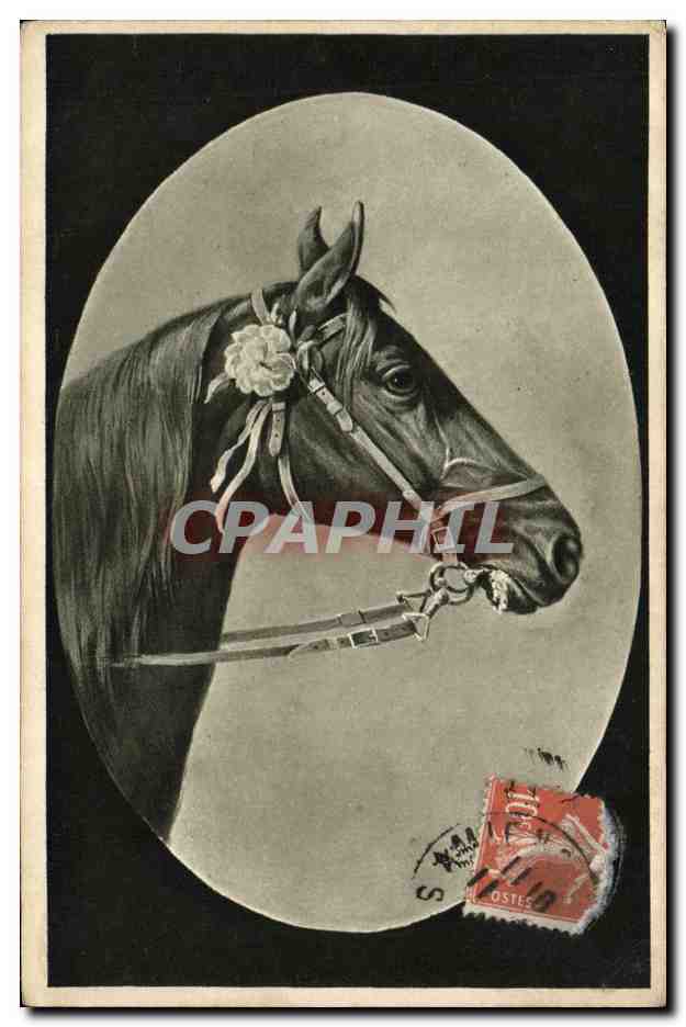 CPA Equitation Hippisme Cheval 
