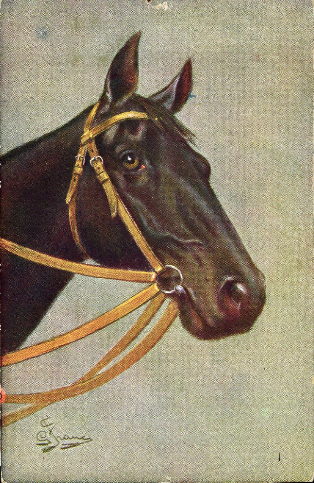 CPA Equitation Hippisme Cheval 