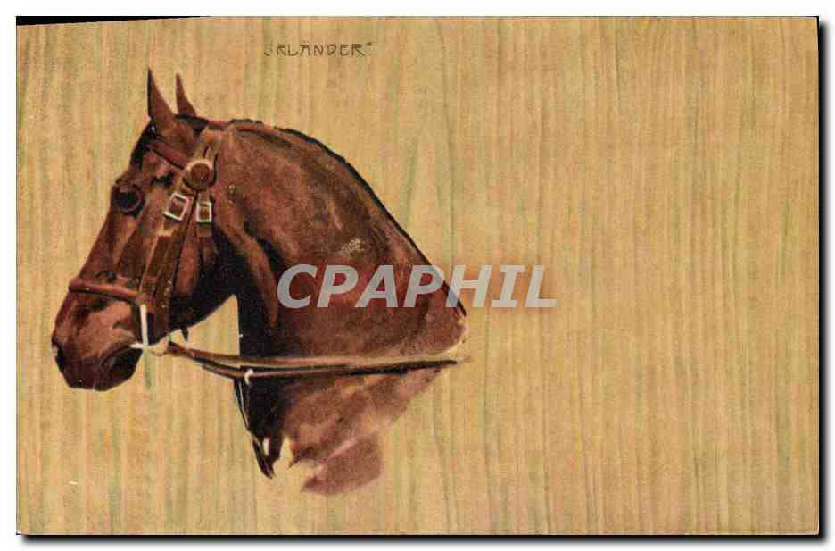 CPA Equitation Hippisme Cheval Jralander 