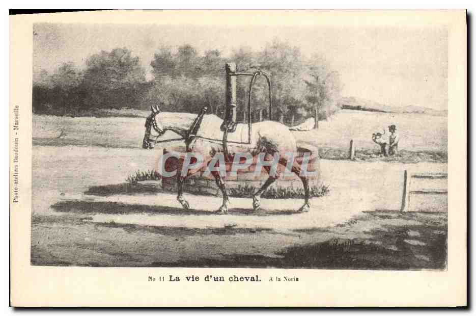 La vie d'un cheval — Série illustrée — Photo-staters Loubdouin - Marseille, No 11