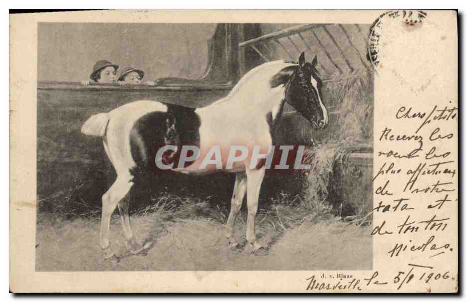 CPA Equitation Hippisme Cheval