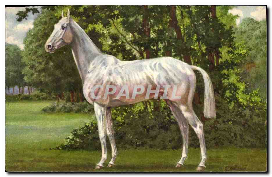 Cheval blanc — dans un parc — éditeur imprimeur en Suisse, n° 174