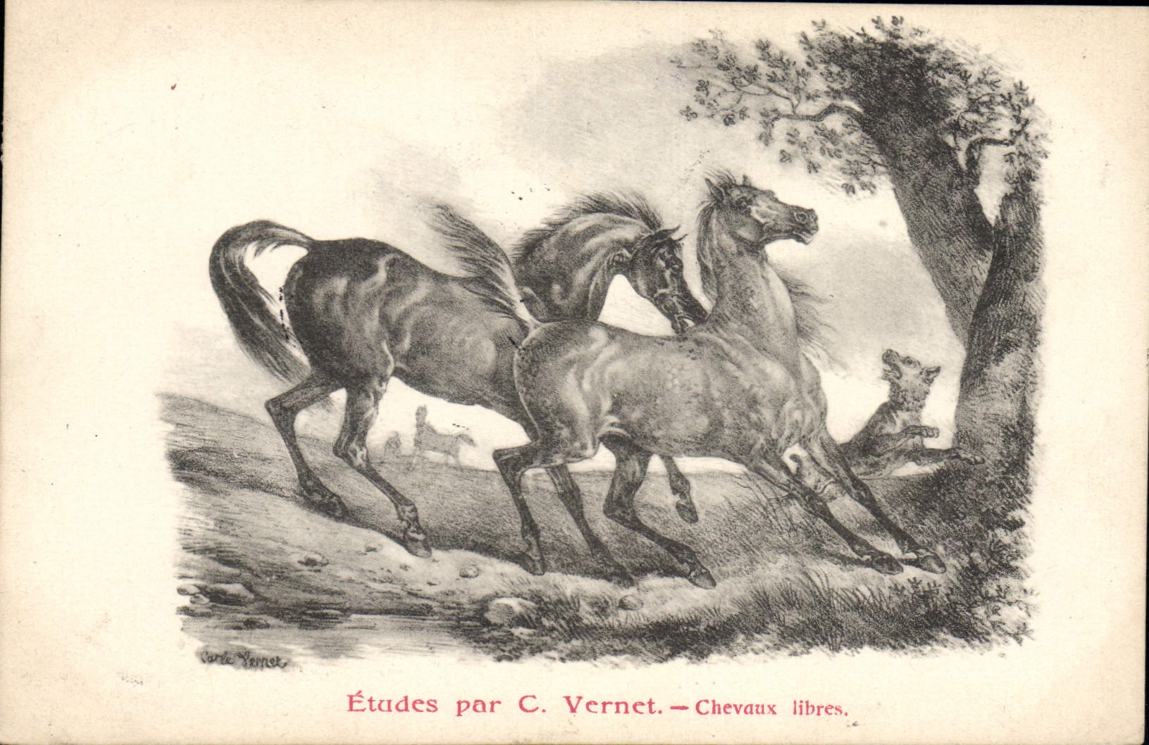 CPA Cheval Equitation Hippisme Etudes par C Vernet Chevaux libres