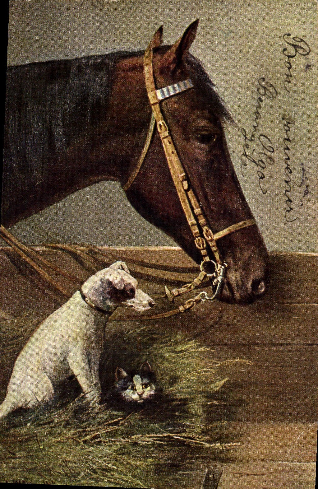 CPA Cheval Equitation Hippisme Chien Chat