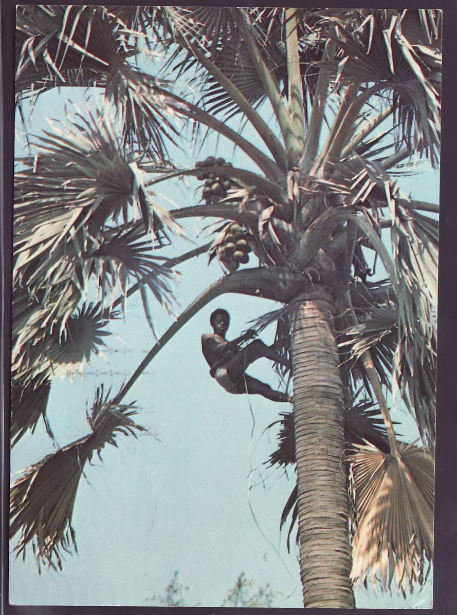 Gambie Gambia Postcard with Banul can dated 1983 Fleurs to Berhill on Sea  Sussex  England — Rückseite