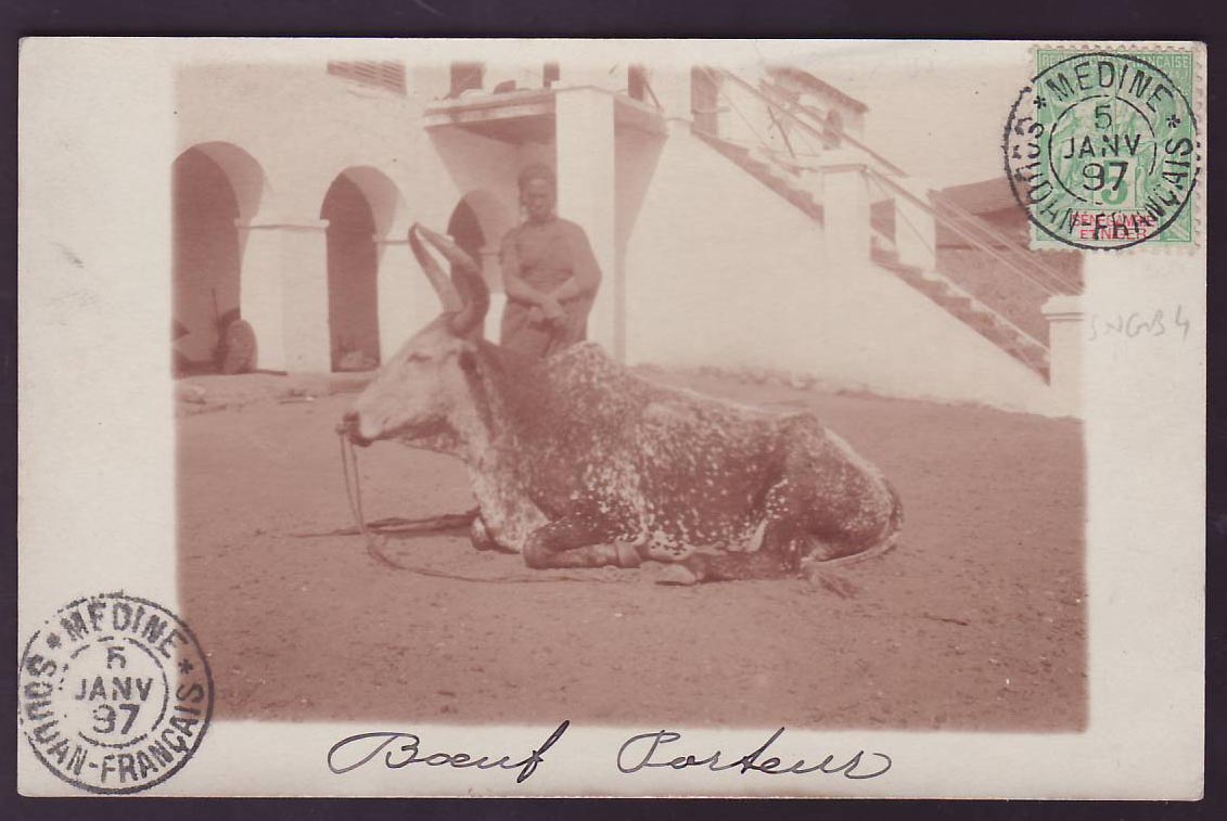 Carte Postale Senegambie & Niger avec photo Bœuf cad rare Medine 8 JAN 97