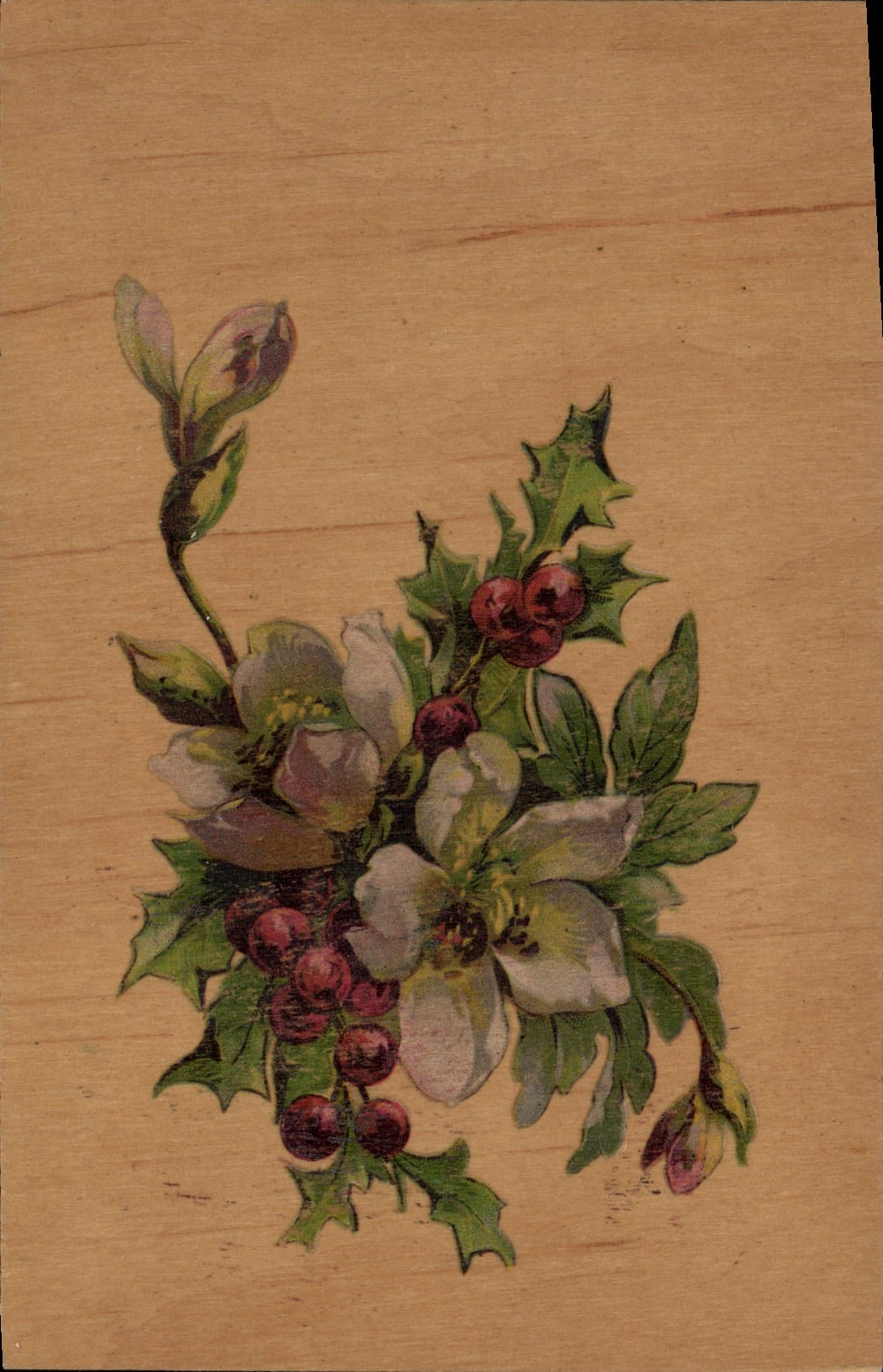 Fleurs et baies de houx — illustration botanique — CPAPHIL