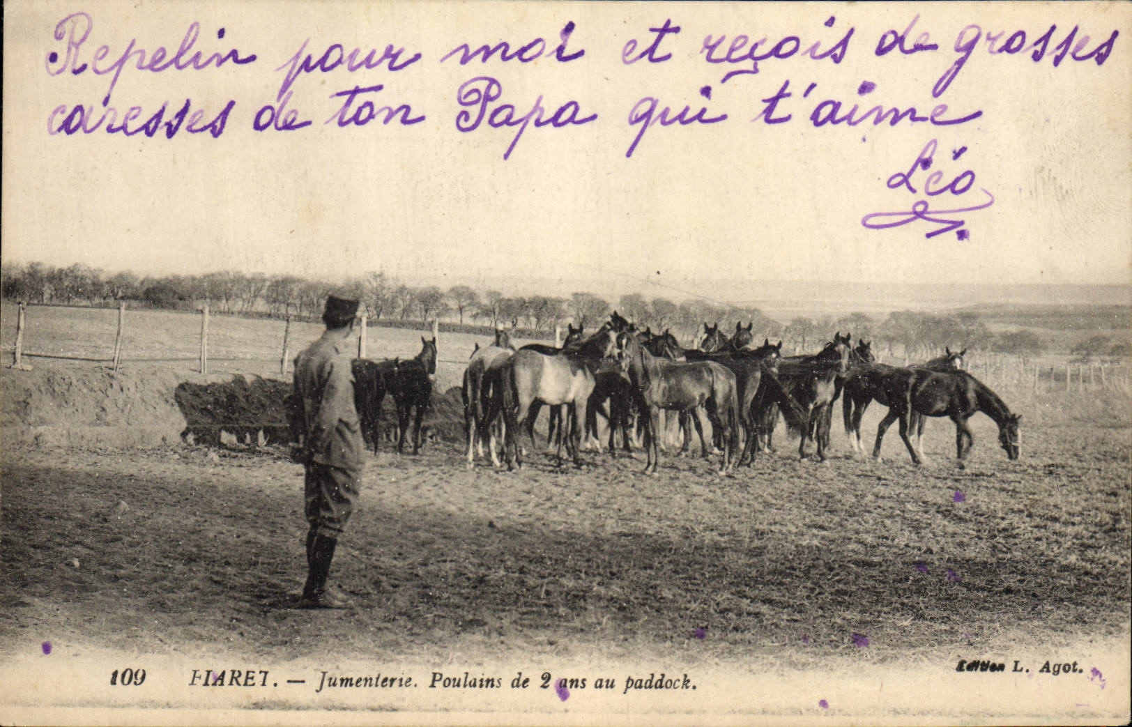 CPA Cheval Equitation Hippisme Fiaret Jumenterie Poulains de 2 ans au paddock Militaria
