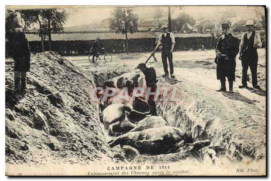 CPA Cheval Equitation Hippisme Enfouissement de chevaux apres le combat 