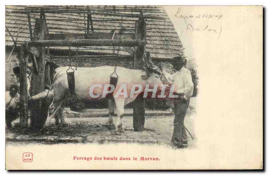 Ferrage des bœufs dans le Morvan — J.C. AUTUN, n° 15