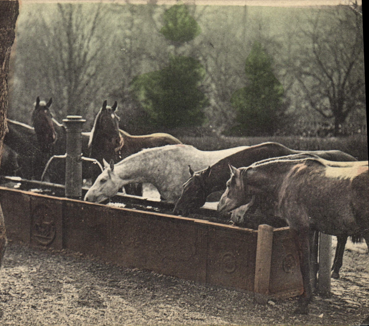 Chevaux buvant à une mangeoire — Union postale universelle — Série 108