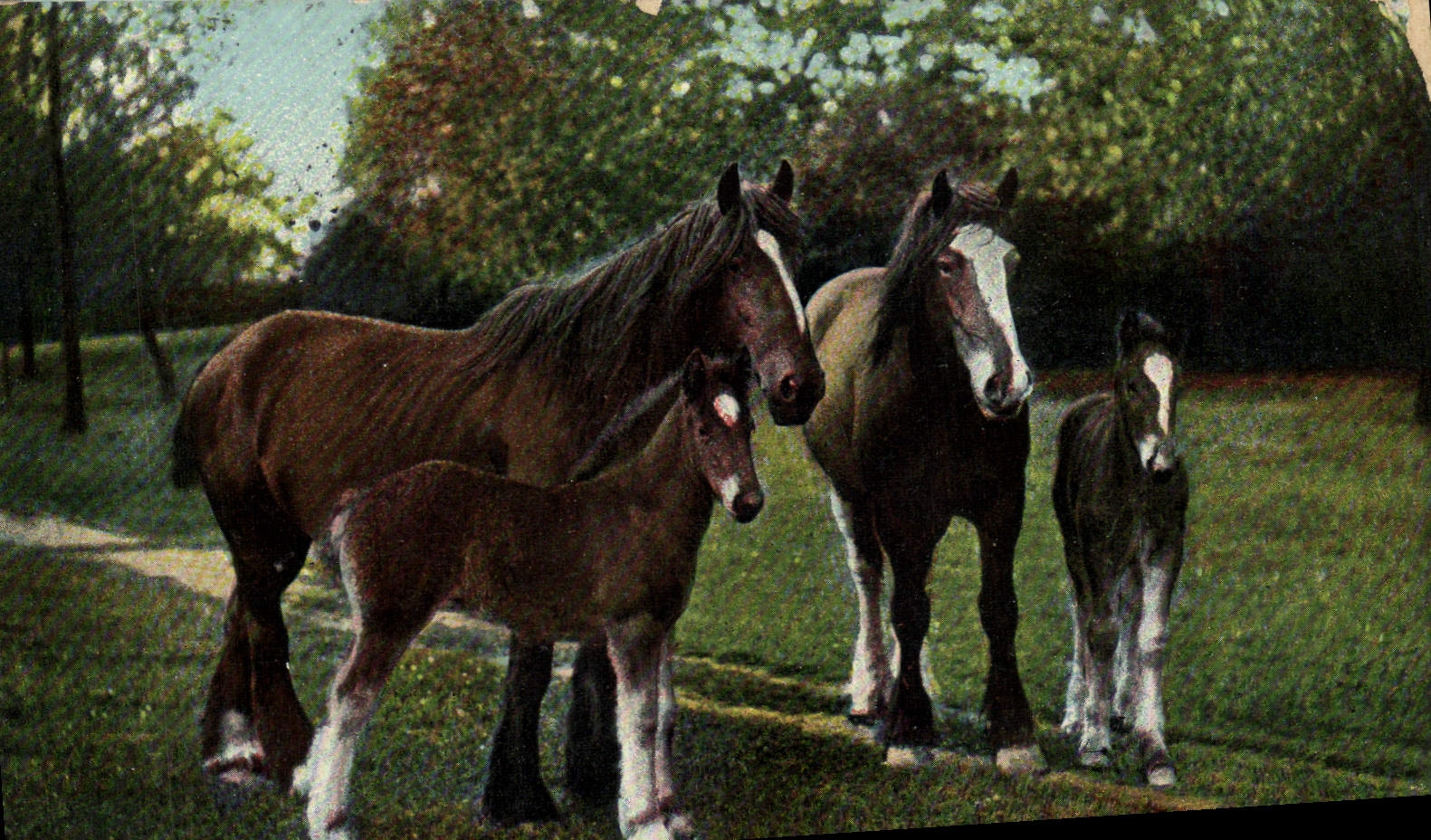 Chevaux et poulains — scène pastorale — T. E. L., Série 803
