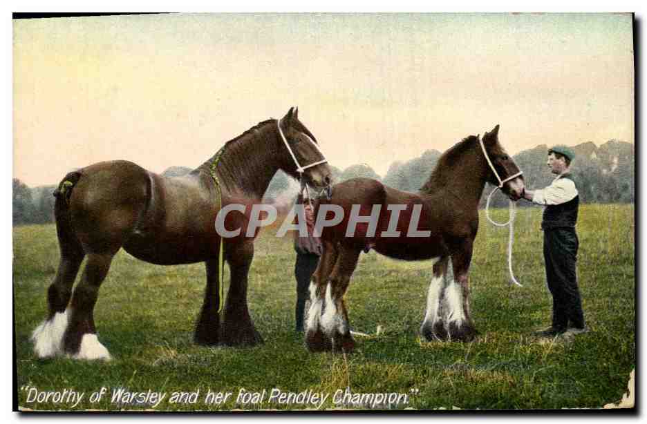 Dorothy of Warsley et son poulain Pendley Champion — Shire Horses — Wilde & Kray, London, série No. 1897