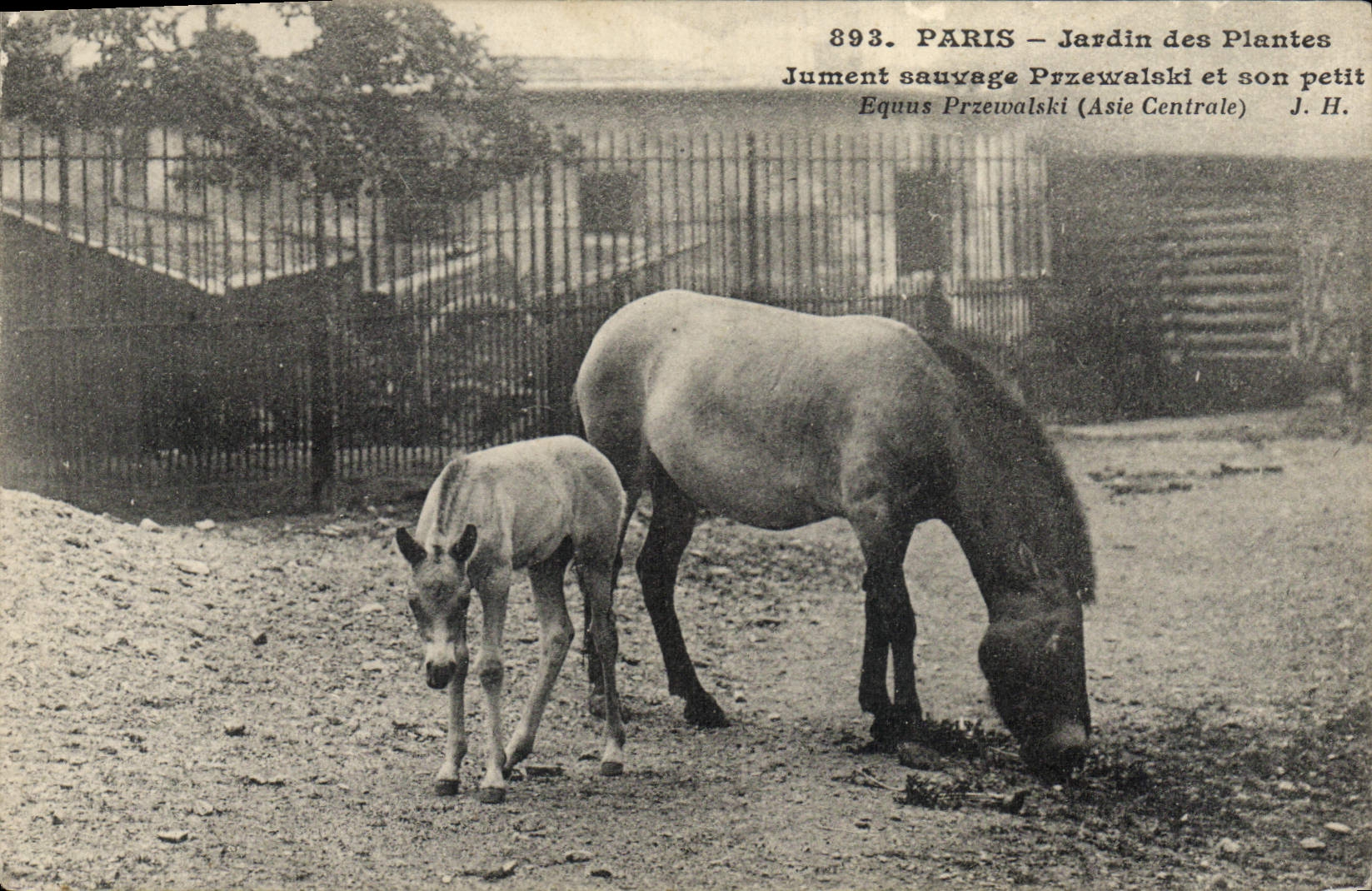 Paris - Jardin des Plantes — Jument sauvage Przewalski et son petit — J. H. n° 893