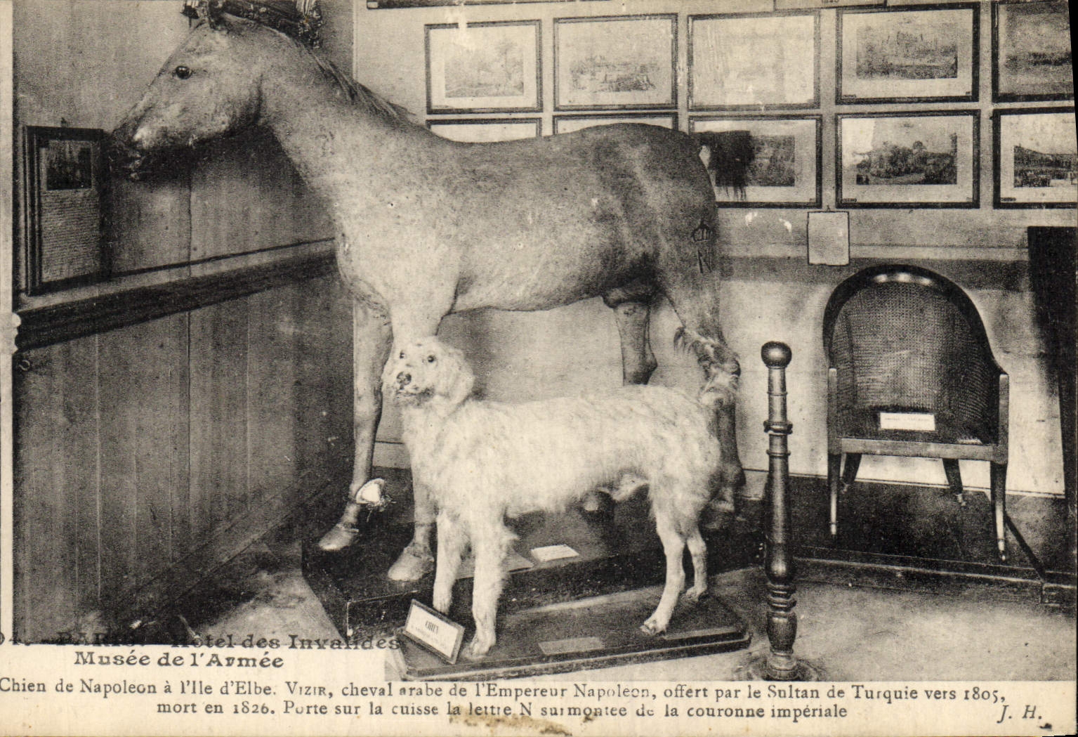 CPA Cheval Hippisme Equitation Paris Musee de l'Armee Hotel des Invalides Chien de Napoleon 