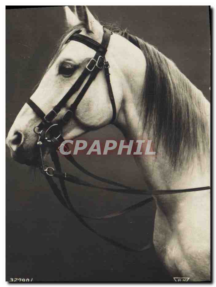 CPA Cheval Hippisme Equitation 