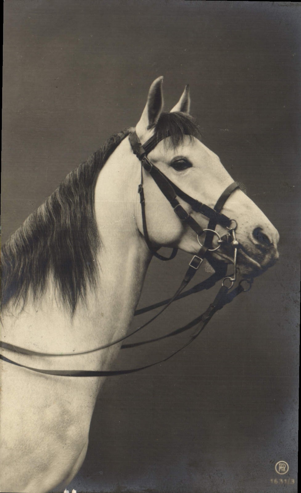 CPA Cheval Hippisme Equitation 