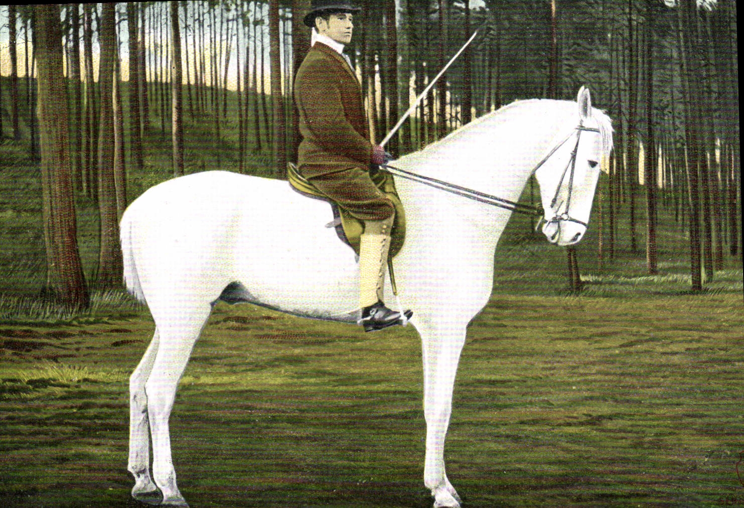 Cavalier sur cheval blanc — Forêt — Carte postale universelle Levelezö-Lap